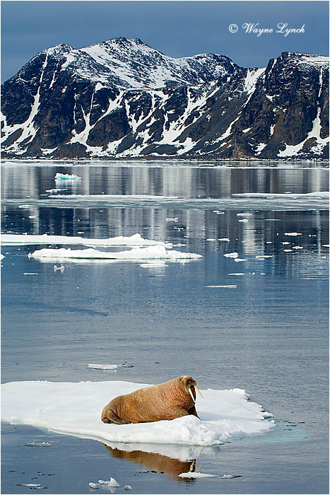 Atlantic Walrus 110 by Dr. Wayne Lynch &copy;